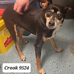Photo of Crook 9524