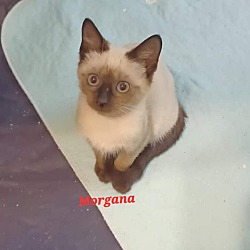 Photo of Morgana