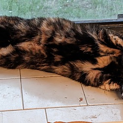 Thumbnail photo of Luna the Tortie #2
