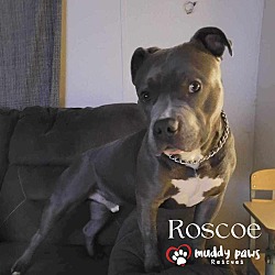 Thumbnail photo of Roscoe (Courtesy Post) #1
