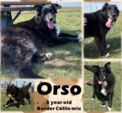 Thumbnail photo of Orso #1