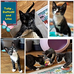 Photo of Tulip and Daffodill  - adorable sisters !