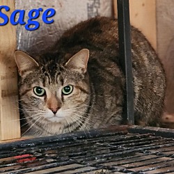 Thumbnail photo of Sage #3