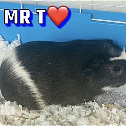 Photo of Mr. T - five month old male
