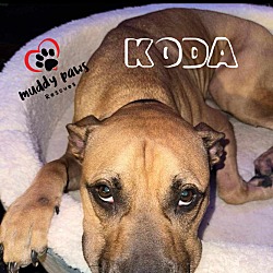 Thumbnail photo of Koda (Courtesy Post) #3