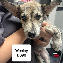 Thumbnail photo of Wesley B398 #1