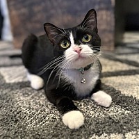 adopt a pet