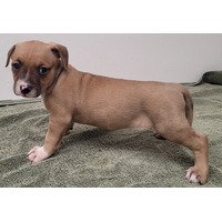 adopt-pet