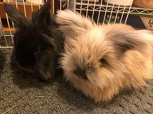 Angora best sale lionhead mix