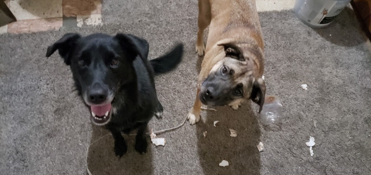 Adopt Pepper & Marvel a Brindle Labrador Retriever / German Shepherd Dog / Mixed Female German