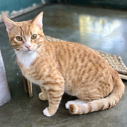 pets & pals animal shelter