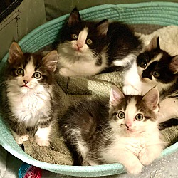 Photo of BONDED KITTENS IN JULY