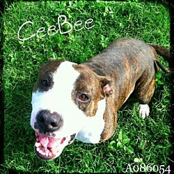 Thumbnail photo of CeeBee #3