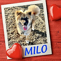 Photo of Milo (meat trade survivor)