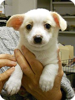 El Segundo Ca Shiba Inu Meet Sanford A Pet For Adoption