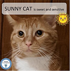 Photo of Sunny Cat
