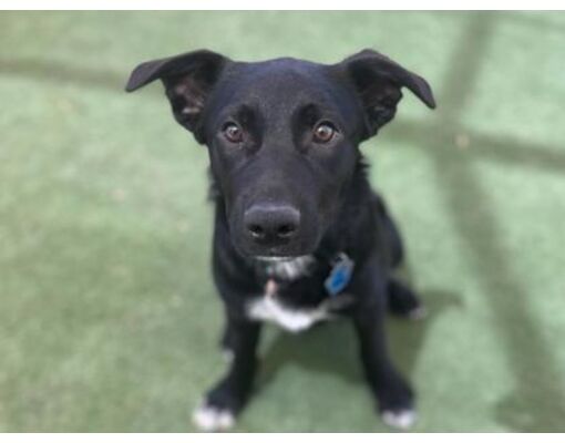 Phoenix, AZ - Labrador Retriever/Mixed Breed (Medium). Meet Turbo a Pet ...