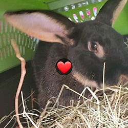 Thumbnail photo of Ted Bunny #2