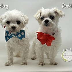 Photo of Pokey and Puddle (BONDED PAIR)