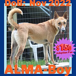 Photo of ALMA-Boy - $150