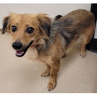 adopt-pet