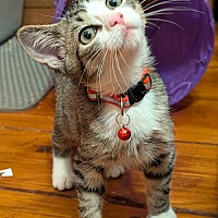 adopt a pet