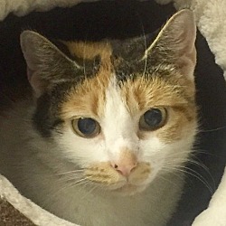 Thumbnail photo of Erin-I'd love another calm cat #1