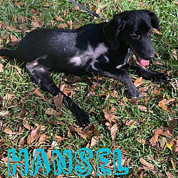 Thumbnail photo of Hansel #4