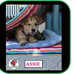 Thumbnail photo of Annie - NoTheme Litter #1