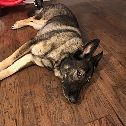 Photo of Ronin