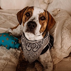 Photo of Copper