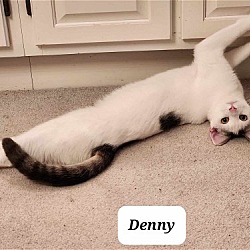 Thumbnail photo of Denny ADULT MALE Sponsored! #2