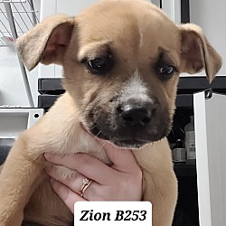 Photo of Zion B253