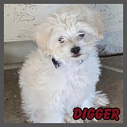 Photo of Digger
