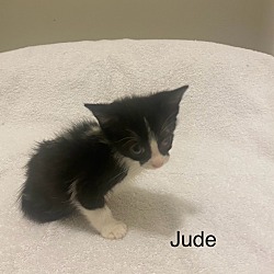 Thumbnail photo of Jude #2