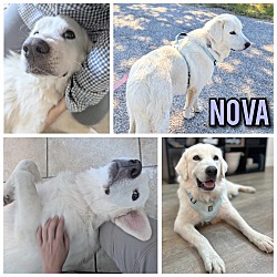 Thumbnail photo of Nova #1