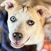 adopt a pet