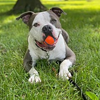 adopt a pet