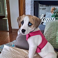 adopt a pet