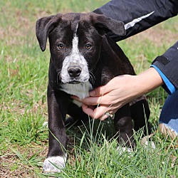 Thumbnail photo of Liam~adopted! #2