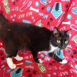 Metro Animal Shelter In Casper Wyoming