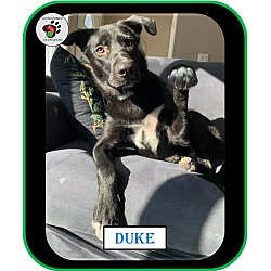 Thumbnail photo of Duke - ADOPTED!!! #3
