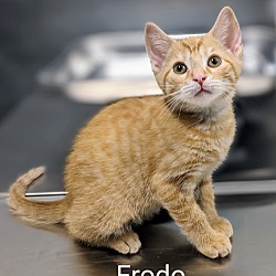 Thumbnail photo of Frodo #2