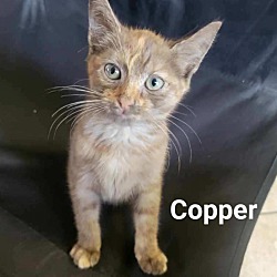 Thumbnail photo of Copper #2