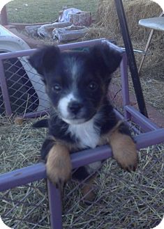 chihuahua shepherd mix puppies