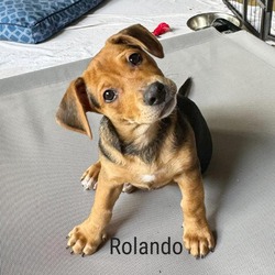 Photo of Rolando