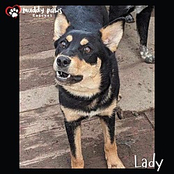 Photo of Lady (Courtesy Post)