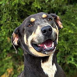 Thumbnail photo of Ethereal Ms Erin ~ Beautiful Blue Lacy ! #1