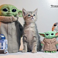 adopt a pet