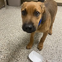 adopt a pet